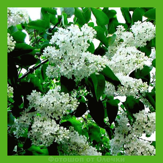 Открытка Доброе утро gif-анимация с бабочками и птицей сидящими на кусту сире...