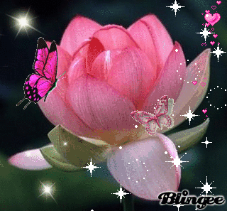 Открытка Лотос мерцает подождем , Лотос с желтой серединкой. Открытка распуст...