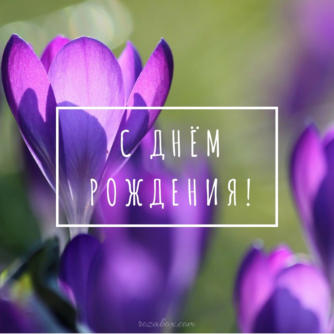 Крокусы в снегу фото. Красивые картинки крокусы. Открытка крокусы в снегу к 8...