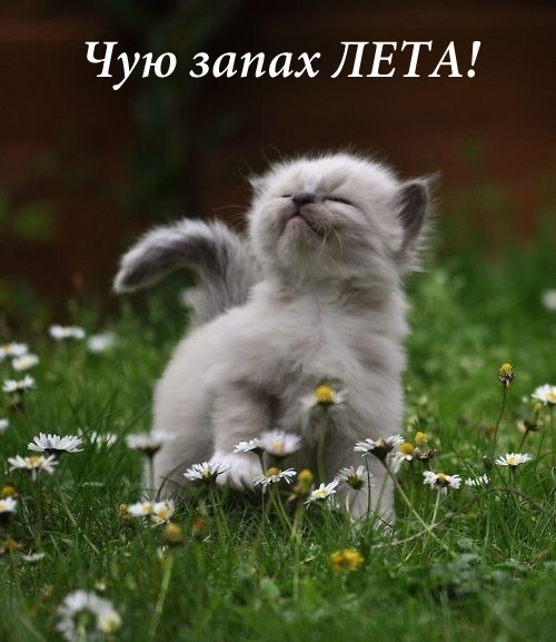 Красивые картинки лето на рабочий стол. Картинки лето 2019. 