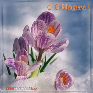 Крокусы в снегу фото. Красивые картинки крокусы. Открытка крокусы в снегу к 8...