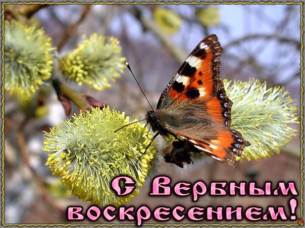 Открытка с вербой над водой переливающаяся анимированная на Вербное воскресенье.