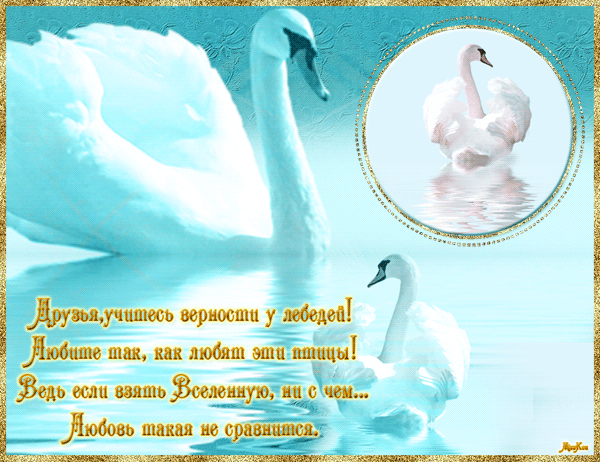  Открытка анимация Два лебедя в воде. Открытка счастья вам Молодожены, мира и...