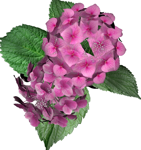 Открытка с нарисованными гортензиями. Открытка от всего сердца с гортензией.