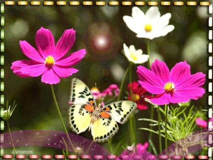 Открытка розовые цветы космеи. Открытка Космея и ромашка.   