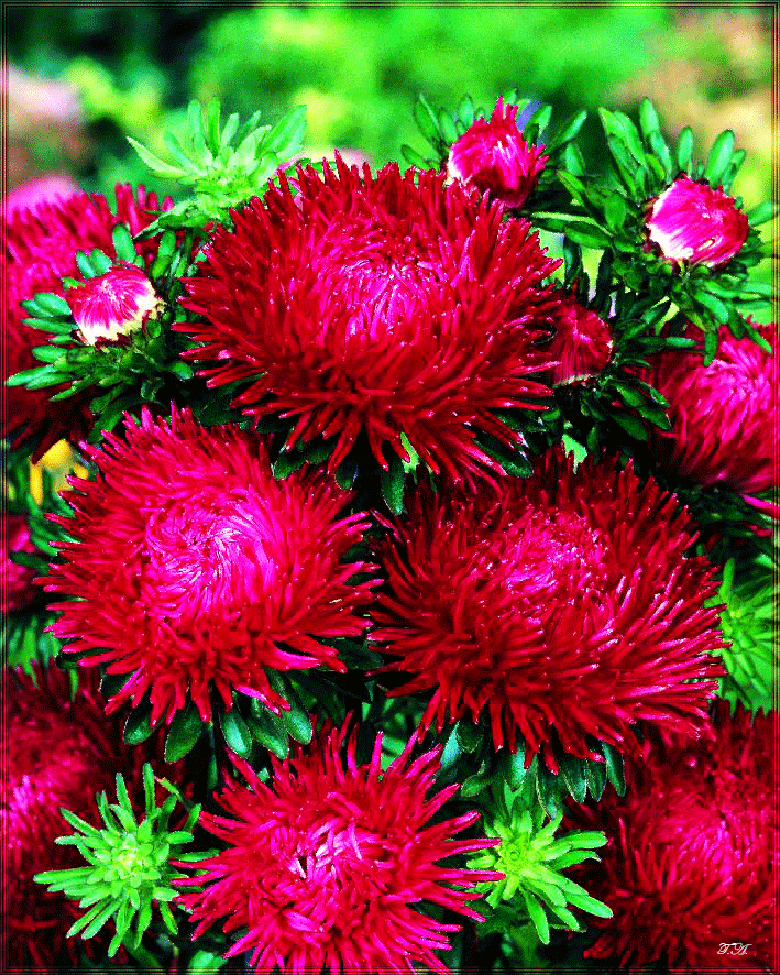 Открытки мерцающие бабочка с астрой. Открытки с букетом остров ко дню рождения.