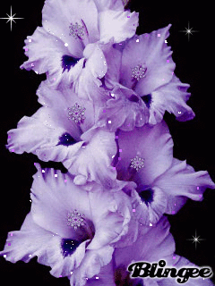 Гладиолусы фото с днём рождения. Гладиолусы фото. Цитаты ты на открытках с гл...