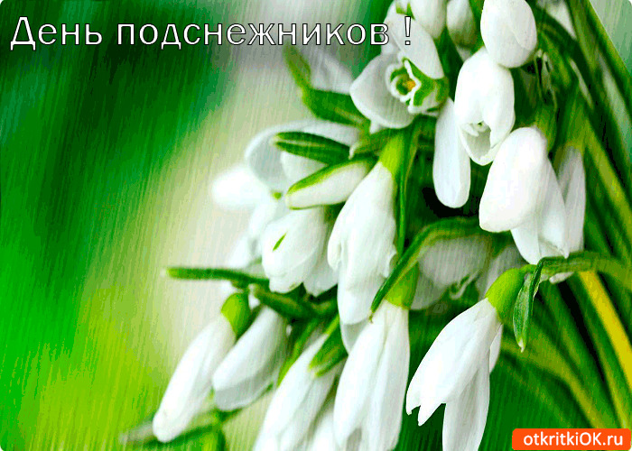 Открытка с днем подснежника. Открытка с днем рождения подснежники.