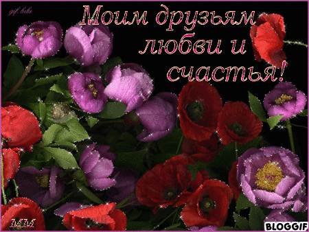 Открытки с анимацией маки в вазе на столе.  Открытка с полем красных маков.