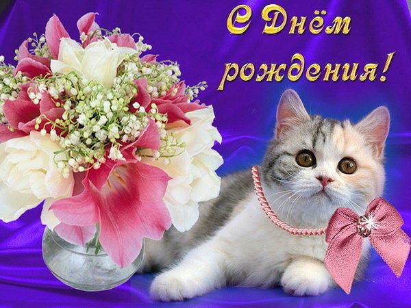 Смешные картинки котов с надписью. Смешные фото котов с приколами.