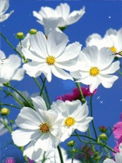 Открытка бабочка порхает над космеи. Открытка с букетом цветов разных и космеи.