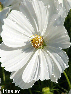 Открытка мерцающий цветок Космея. Открытка Доброе утро разными цветами мерцаю...