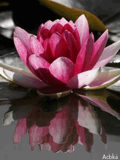 Открытка водная лилия или Лотос. Открытка к чистому четвергу с цветами лотоса...