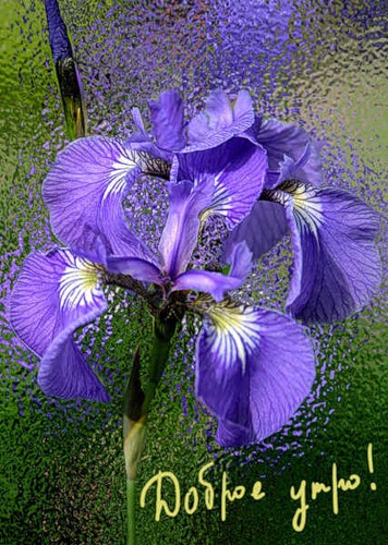 Открытка сказочного денёчка с фиолетовыми ирисами и бабочкой.