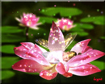 Открытка лотосы на воде. Открытка с днем Нептуна, с цветком лотоса.