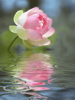 Открытка мерцающая светящиеся белый лотос. Открытка розовый Лотос сверкает.