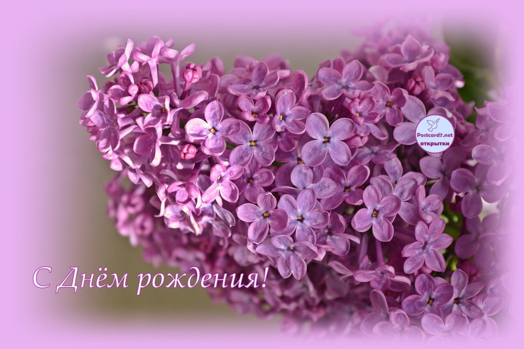 Открытка сирень своими руками. Фото сирени. Открытки С днём рождения с сиренью.