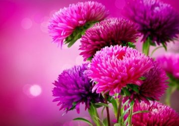 Открытка бабочка сидит на букете малиновых астр. Открытка А это тебе Береги с...