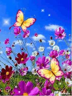 Открытка бабочка порхает над космеи. Открытка с букетом цветов разных и космеи.