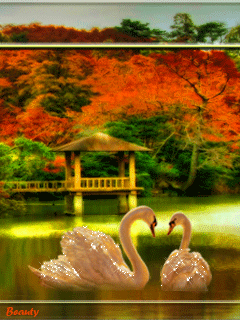 Два лебедя на воде Открытка к свадьбе.  открыткам к лебеди на воде в рамке с ...