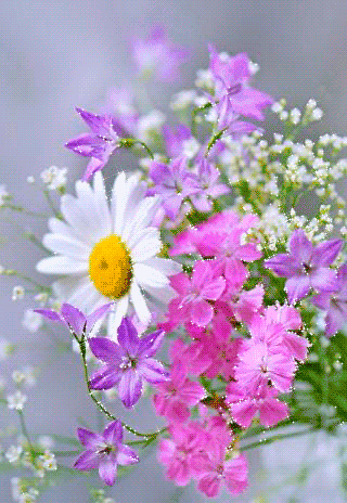 На цветке Сиреневой космеи. Открытка мерцающая цветки космеи.