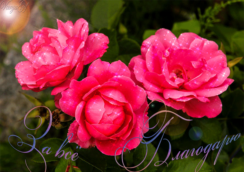 Открытки С днем рождения с пионами женщине. Открытка с днем рождения с пионам...