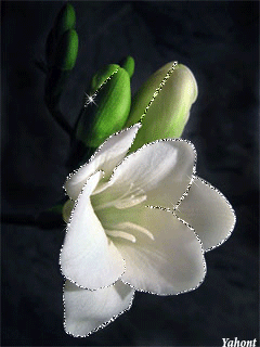  Скачать букет фрезий фото. Фрезия фото GIF. Фрезия на клумбе открытка.