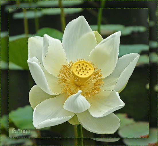 Открытка пурпурный Лотос. Открытка Фея в цветке лотоса. Открытка поляна лотосов.