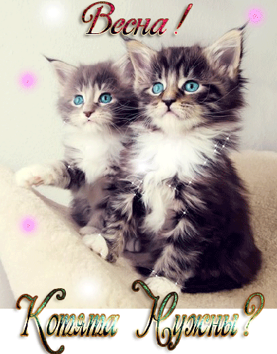 С днём рождения картинка с кошкой. Спокойной ночи картинка с кошками.