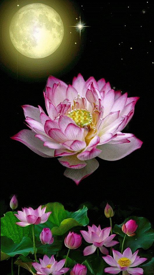 Открытка пурпурный Лотос. Открытка Фея в цветке лотоса. Открытка поляна лотосов.