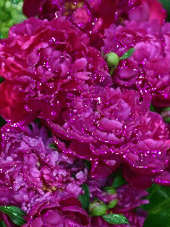 Открытка распускается он будто Радугу извергая бутон пиона, я открытка с разн...