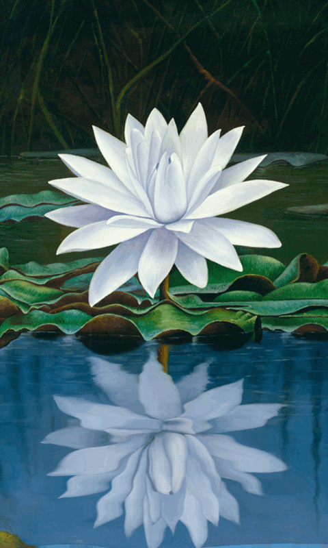 Открытка лотосы на воде. Открытка с днем Нептуна, с цветком лотоса.