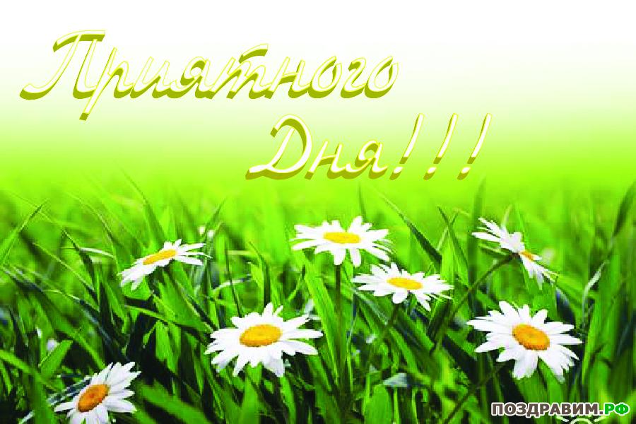 Открытка с днем рождения с ромашками. Открытка с днем рождения женщине с рома...