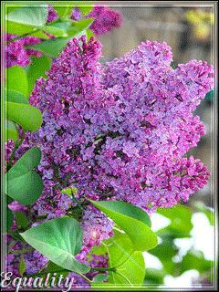 Открытка с корзиной фиолетовая сирени. Открытка Здравствуй, месяц май, я с бу...