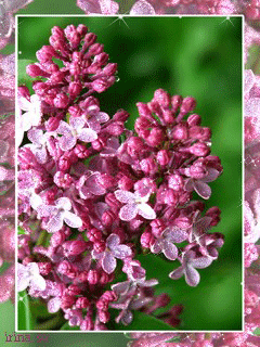 Открытки С днём сирени. Поздравительные открытки с сиренью. 