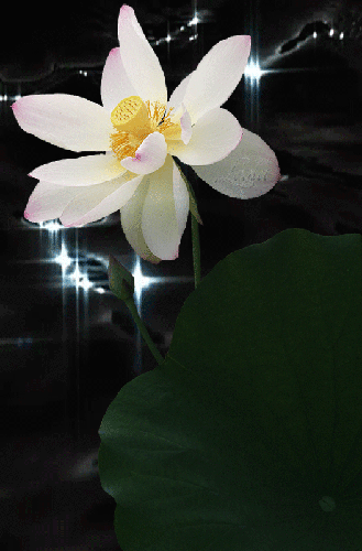 Открытка мерцающая блестящая с цветком лотоса. Открытка Лотос блестит в темноте.