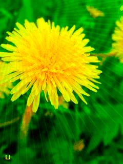 Открытки ретро ко дню рождения воробей с одуванчиком и земляникой. Открытка р...