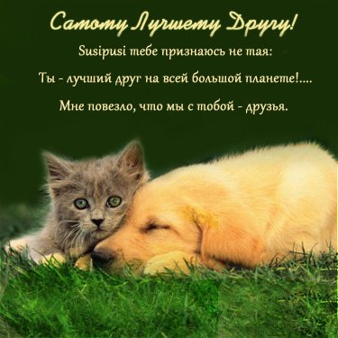 Красивые высказывания о дружбе в картинках. Пословицы о дружбе для детей в ка...