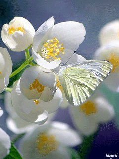  Скачать букет фрезий фото. Фрезия фото GIF. Фрезия на клумбе открытка.