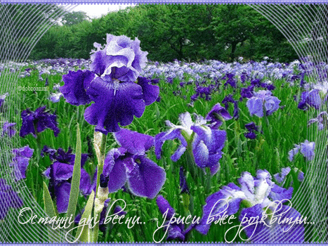 Открытка мерцающая GIF голубой Ирис. Ретро открытка на день рождения с нарисо...