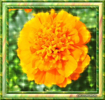 Пчела на бархатцы открытка. Открытка собрались бархатцев пледы украсив счасть...