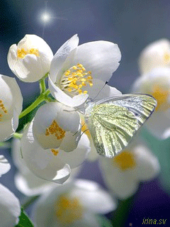 Открытка Доброе утро С чашечкой чая и букетом жасмина стеклянной вазе.