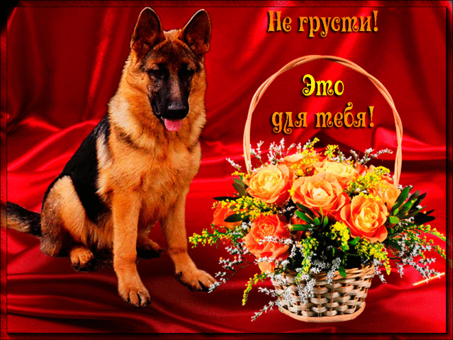 Открытка выше нос! Открытка солнышко Не грусти! Открытка с щенком не грусти.