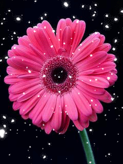 Открытка мерцающая 3 гербера оранжевый, розовый, и ярко малиновый Гербер.