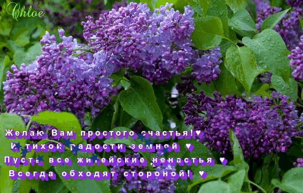 Открытки картинки с сиренью. Открытки Доброе утро с сиренью.