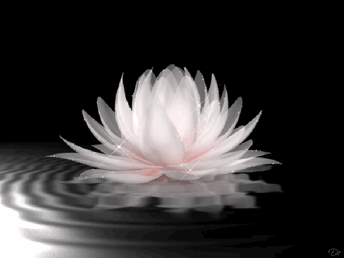 Самые красивые лотосы фото GIF картинка Лотос. Живая картинка лотоса.