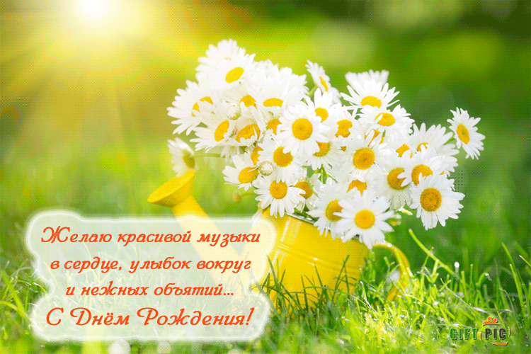 Картинки с ромашками скачать бесплатно. Картинки с ромашками и васильками.