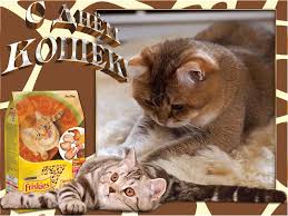 Красивые картинки с днем кошек. Прикольные открытки с Днем кошек.