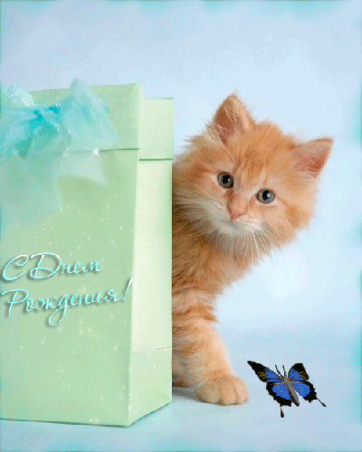 Открытки с кошками на день рождения. Открытки с кошками Доброе утро.