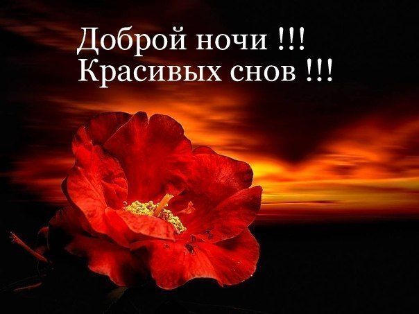 Открытка Поздравляю с нарисованными красными маками.  Векторная картинка крас...